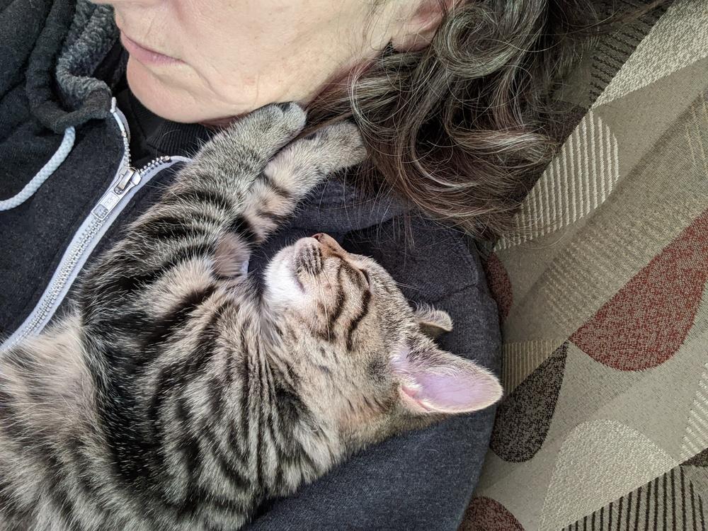 Enlarge "Margo" / Nova***@ The Whisker Room Cafe***, a Adoptable Domestic Short Hair in Muskegon, MI image 3/6