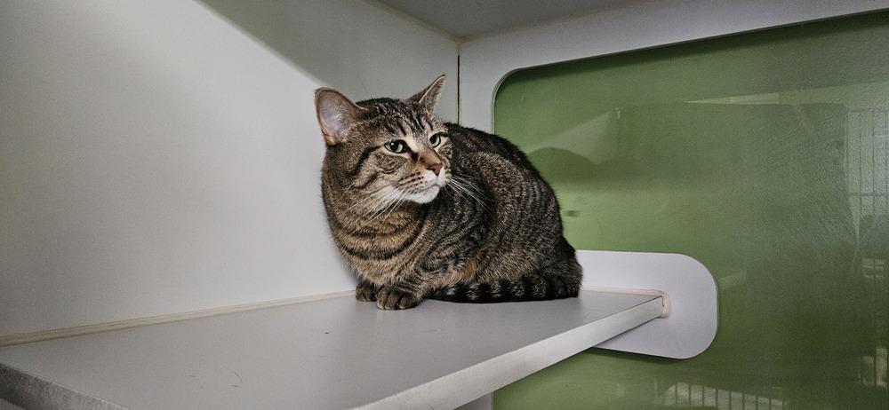 Enlarge "Margo" / Nova***@ The Whisker Room Cafe***, a Adoptable Domestic Short Hair in Muskegon, MI image 4/6