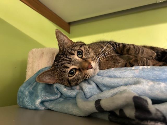Enlarge "Margo" / Nova***@ The Whisker Room Cafe***, a Adoptable Domestic Short Hair in Muskegon, MI image 5/6