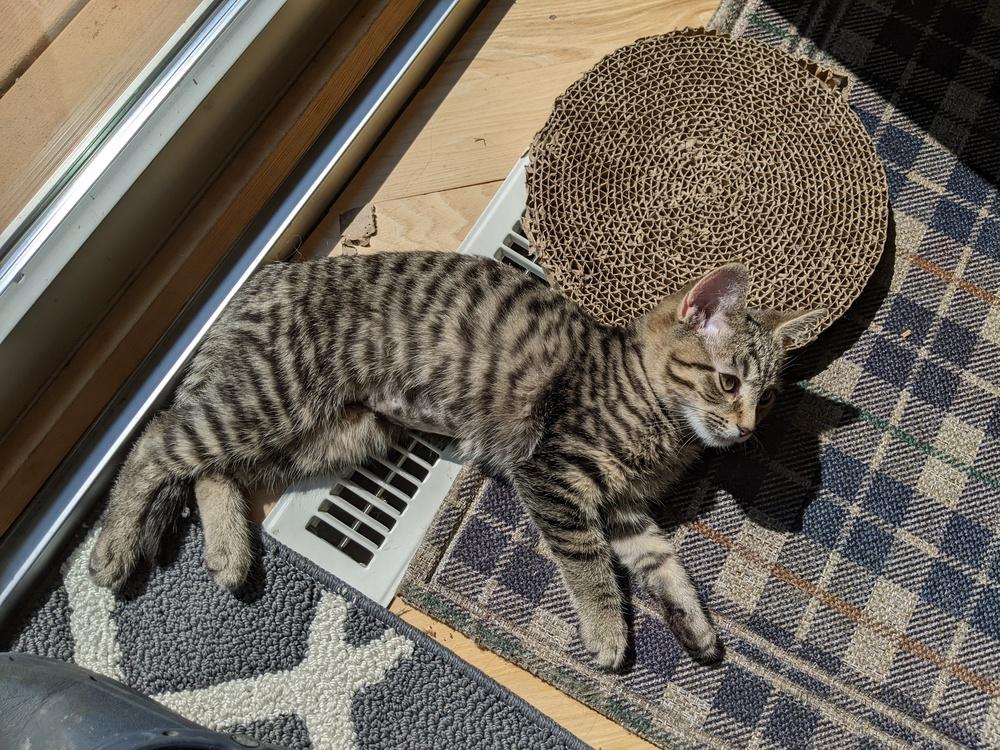 Enlarge "Margo" / Nova***@ The Whisker Room Cafe***, a Adoptable Domestic Short Hair in Muskegon, MI image 6/6
