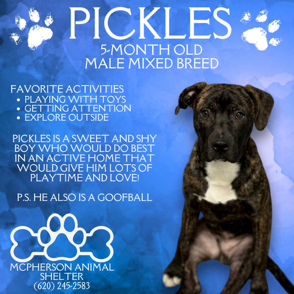Prince Pickles, Adoptable, Young Male Mixed Breed.