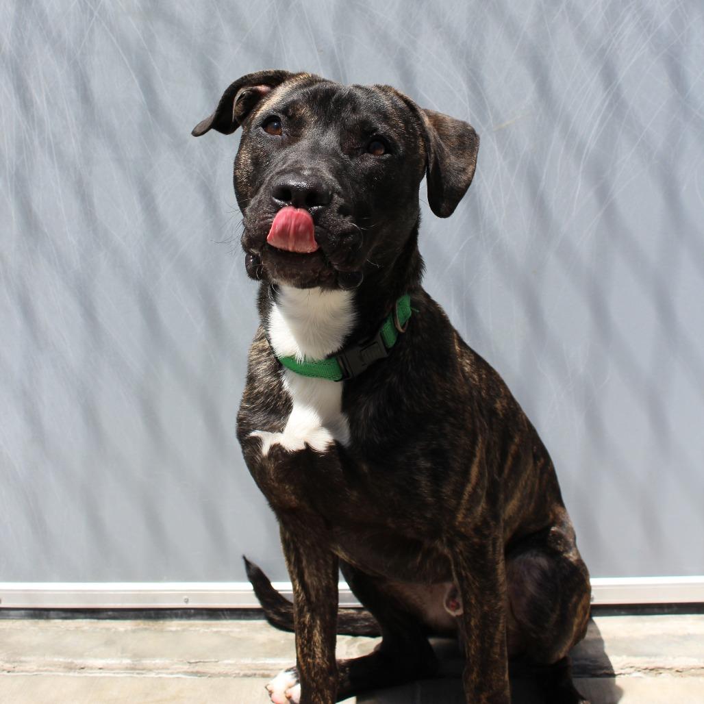 Prince Pickles, a Adoptable Mixed Breed in McPherson, KS image 3/6
