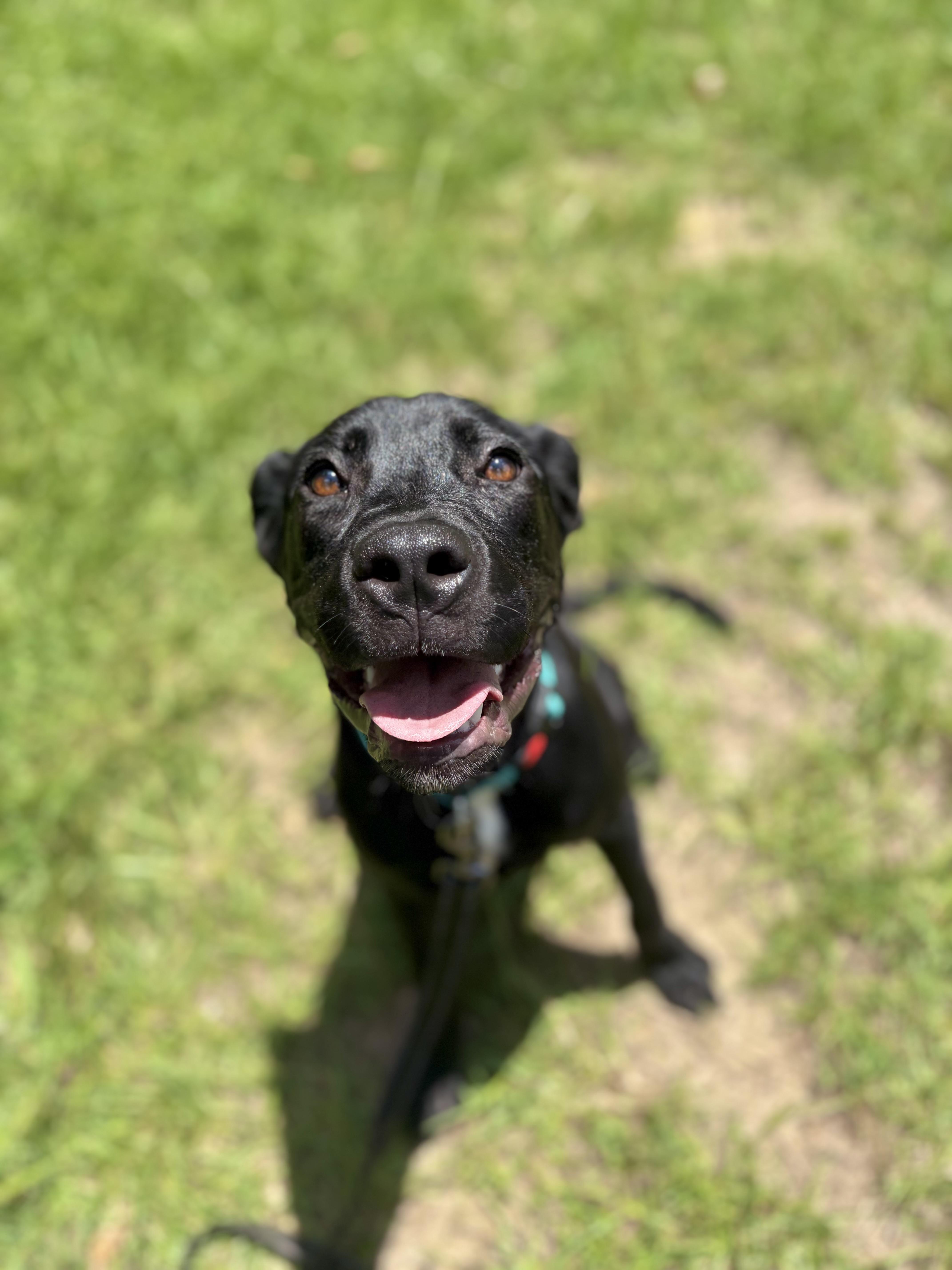 Winslow, a ADOPTABLE mixed breed in Winnsboro, SC image 6/6