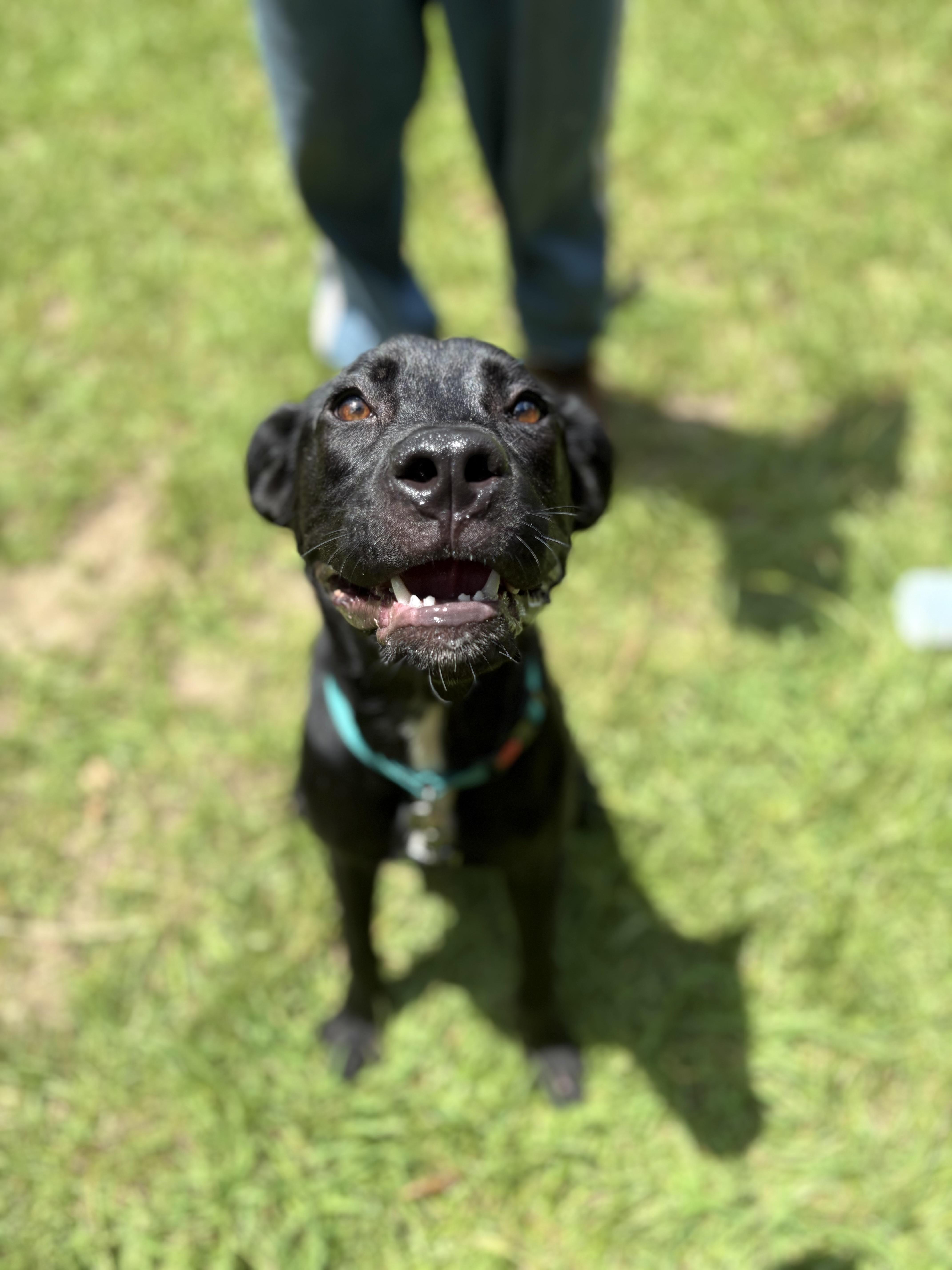 Winslow, a ADOPTABLE mixed breed in Winnsboro, SC image 4/6