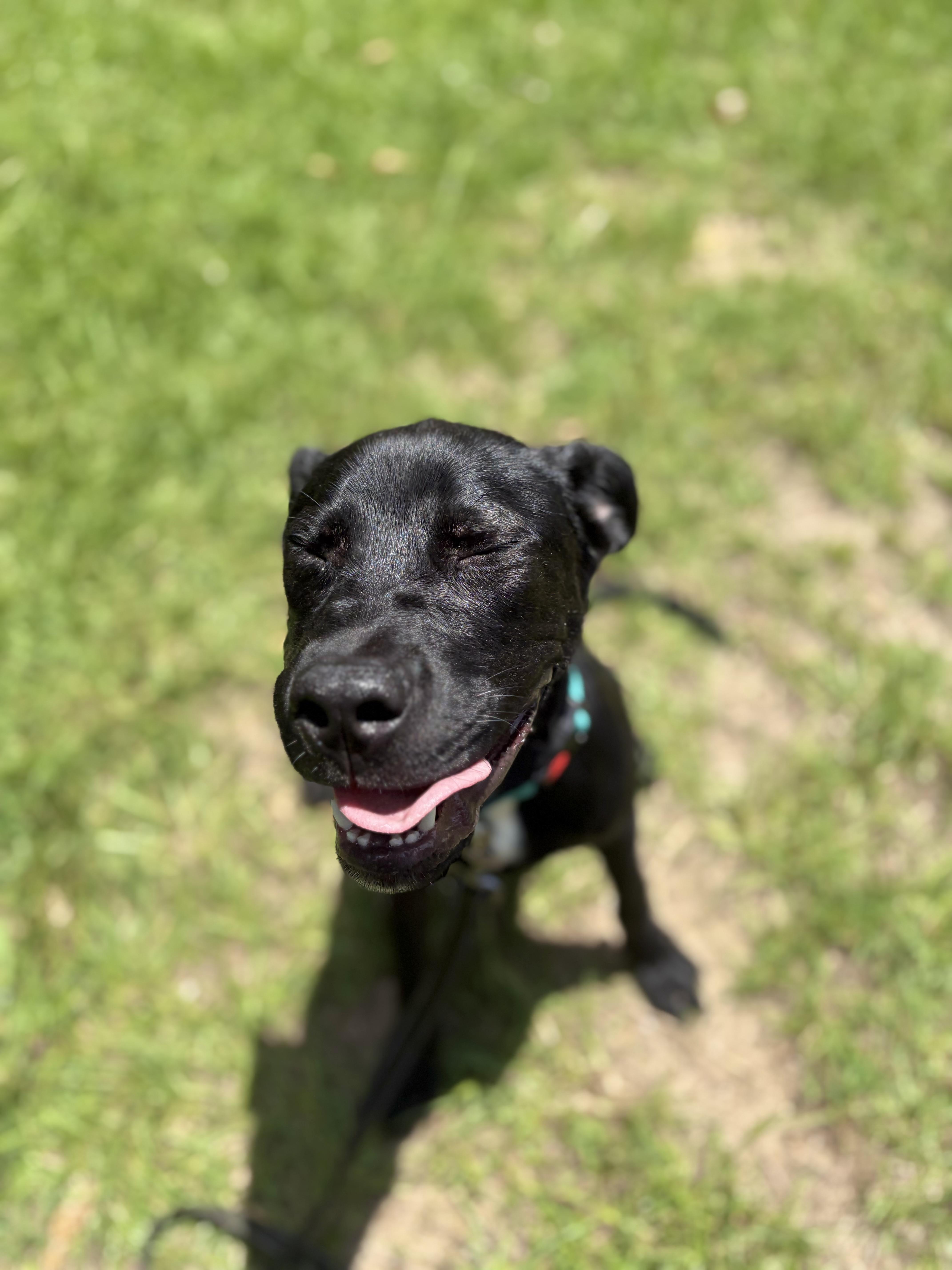 Winslow, ADOPTABLE, Young Male Black Labrador Retriever.