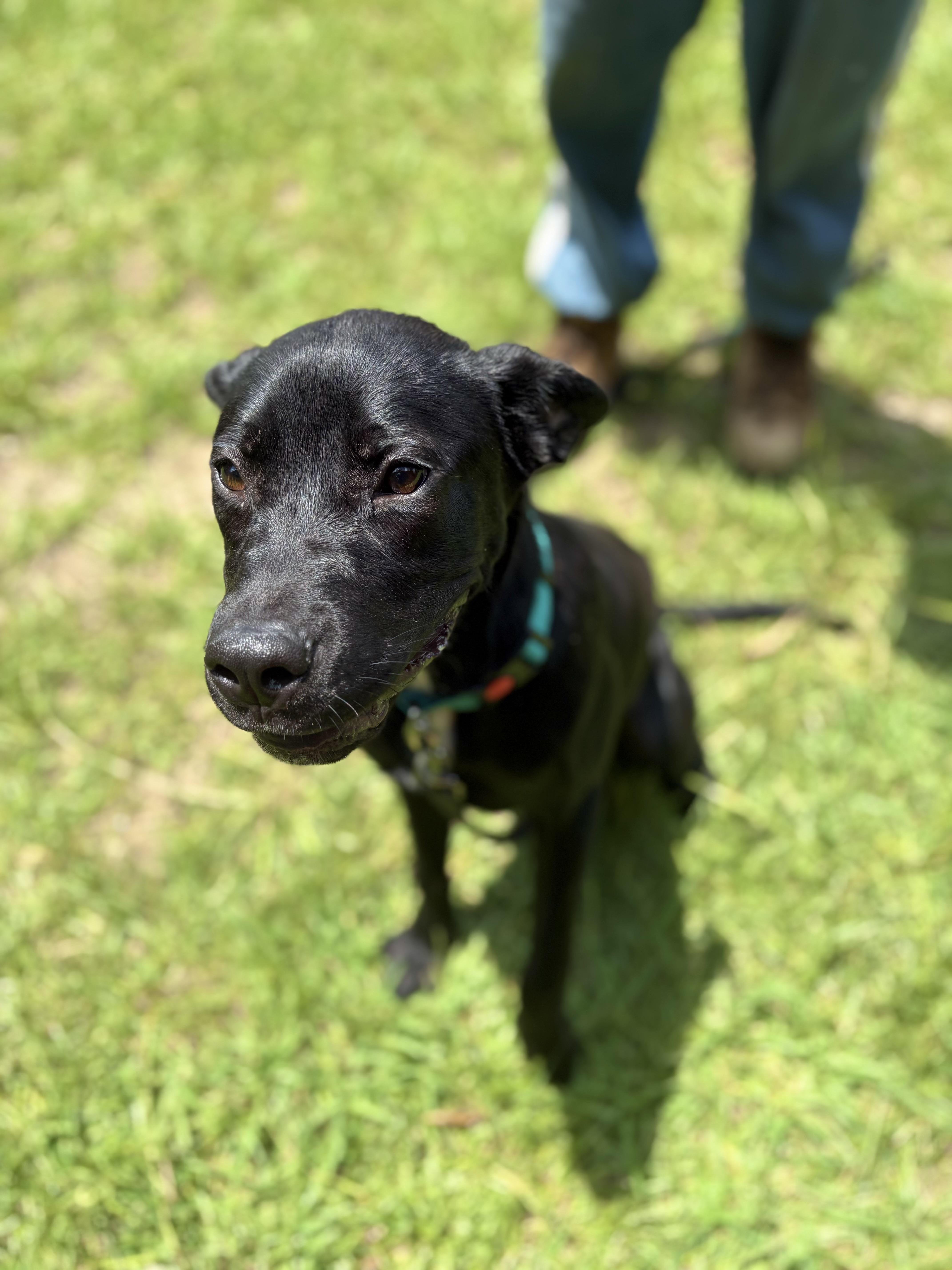 Winslow, a ADOPTABLE mixed breed in Winnsboro, SC image 2/6