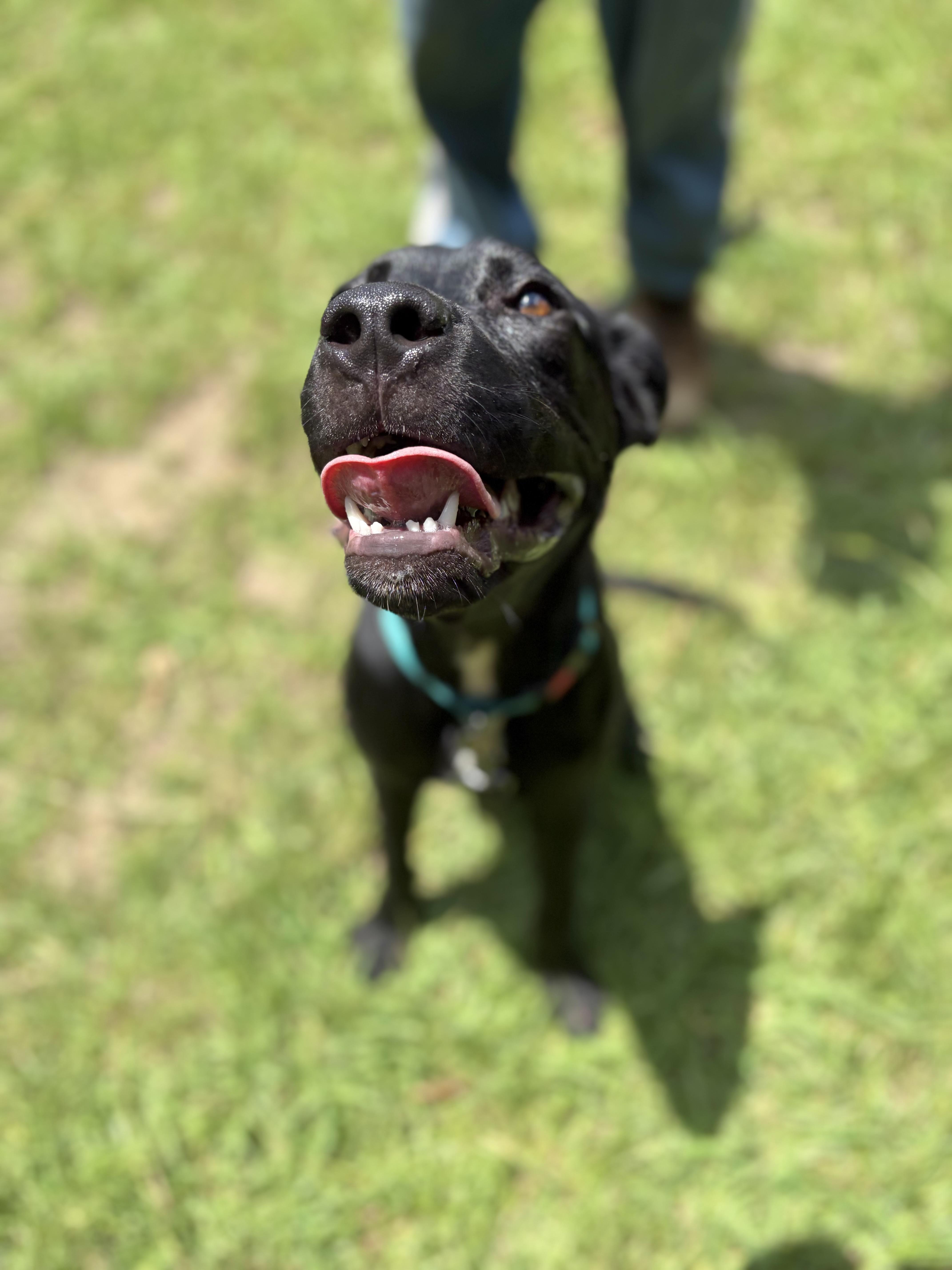 Winslow, a ADOPTABLE mixed breed in Winnsboro, SC image 3/6
