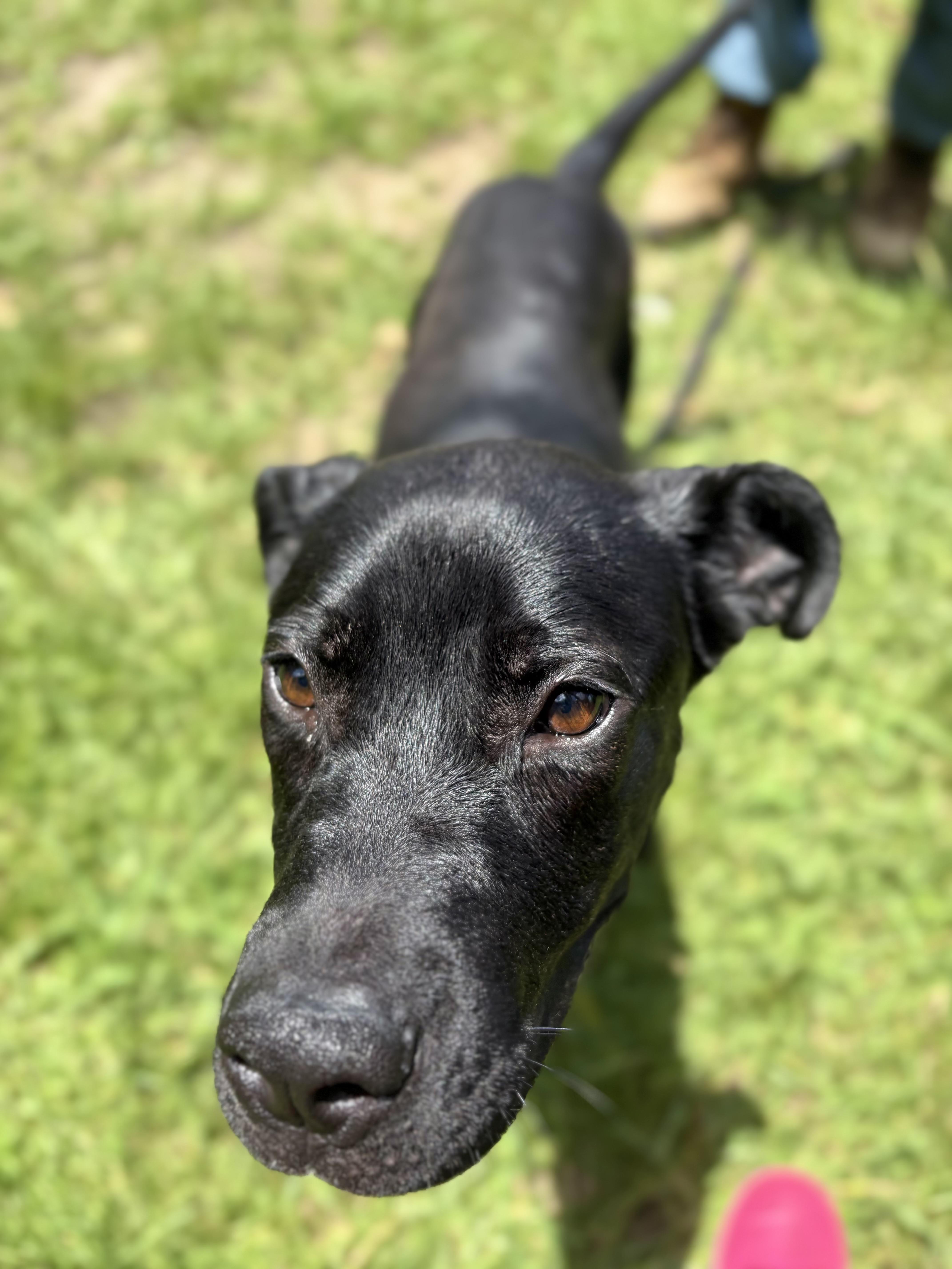 Winslow, a ADOPTABLE mixed breed in Winnsboro, SC image 5/6