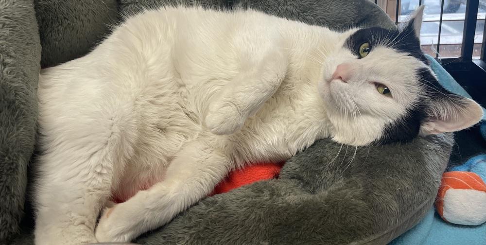 FIV + STEVEN, Adoptable, Adult Male Domestic Short Hair.