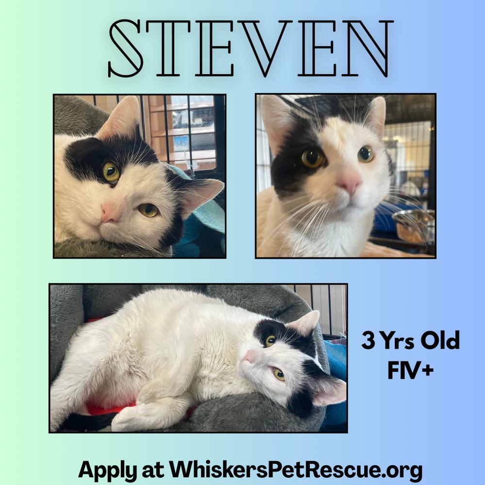 Enlarge STEVEN (FIV+), a Adopted mixed breed in Southbury, CT image 2/6