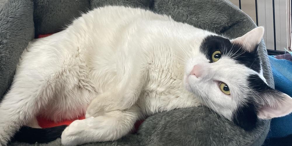 Enlarge FIV + STEVEN, a Adoptable mixed breed in Southbury, CT image 2/6