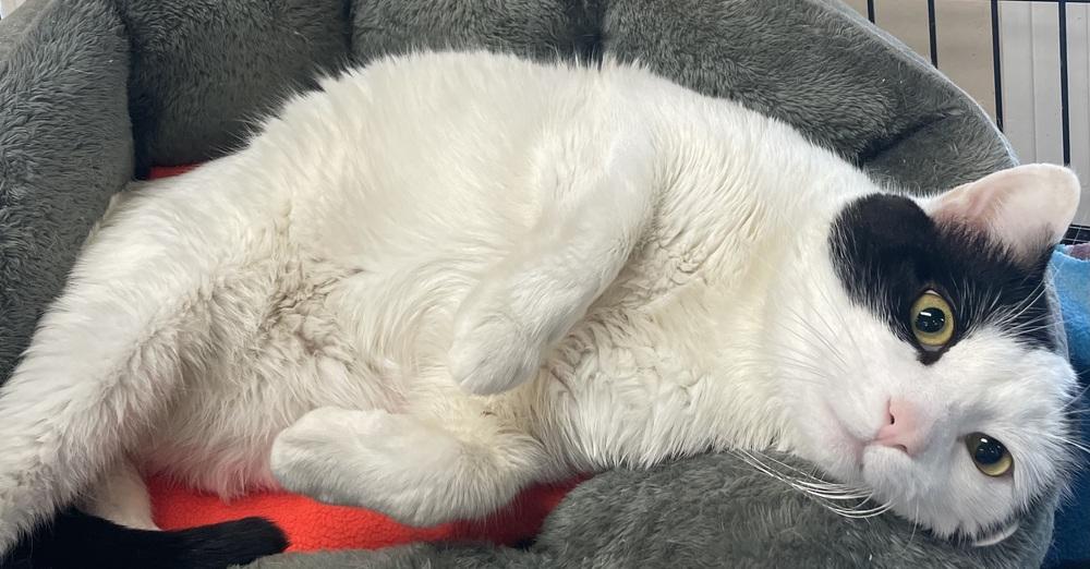 Enlarge FIV + STEVEN, a Adoptable mixed breed in Southbury, CT image 3/6