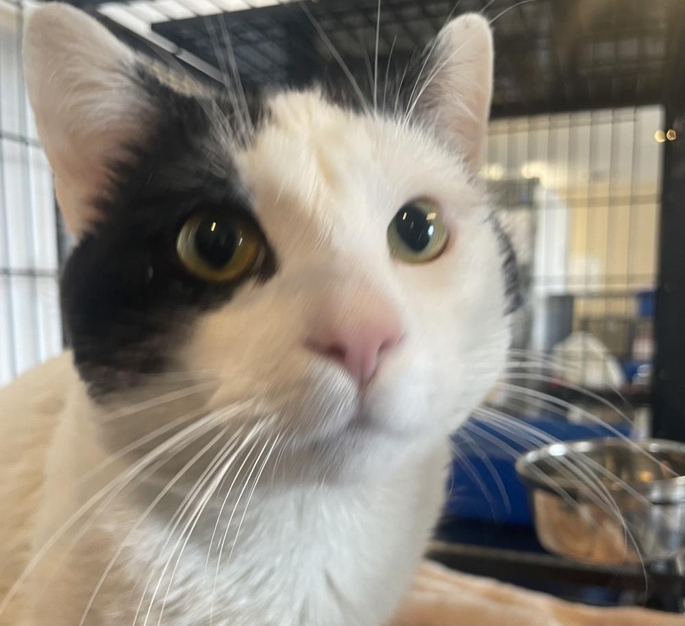 Enlarge FIV + STEVEN, a Adoptable mixed breed in Southbury, CT image 6/6