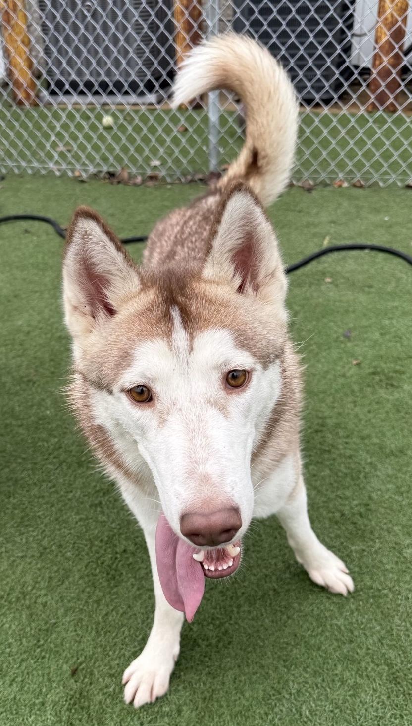 Akela, Adoptable, Adult Female Husky.