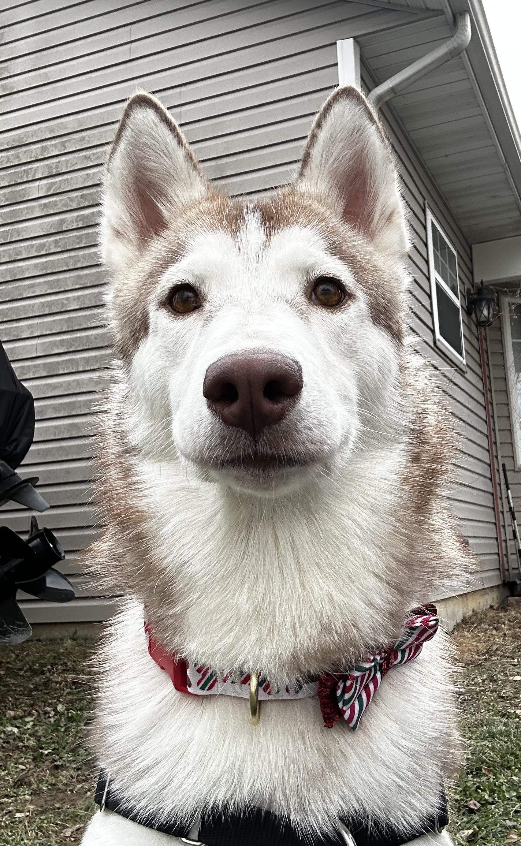 Enlarge Akela, a Adoptable mixed breed in Jefferson City, MO image 2/6