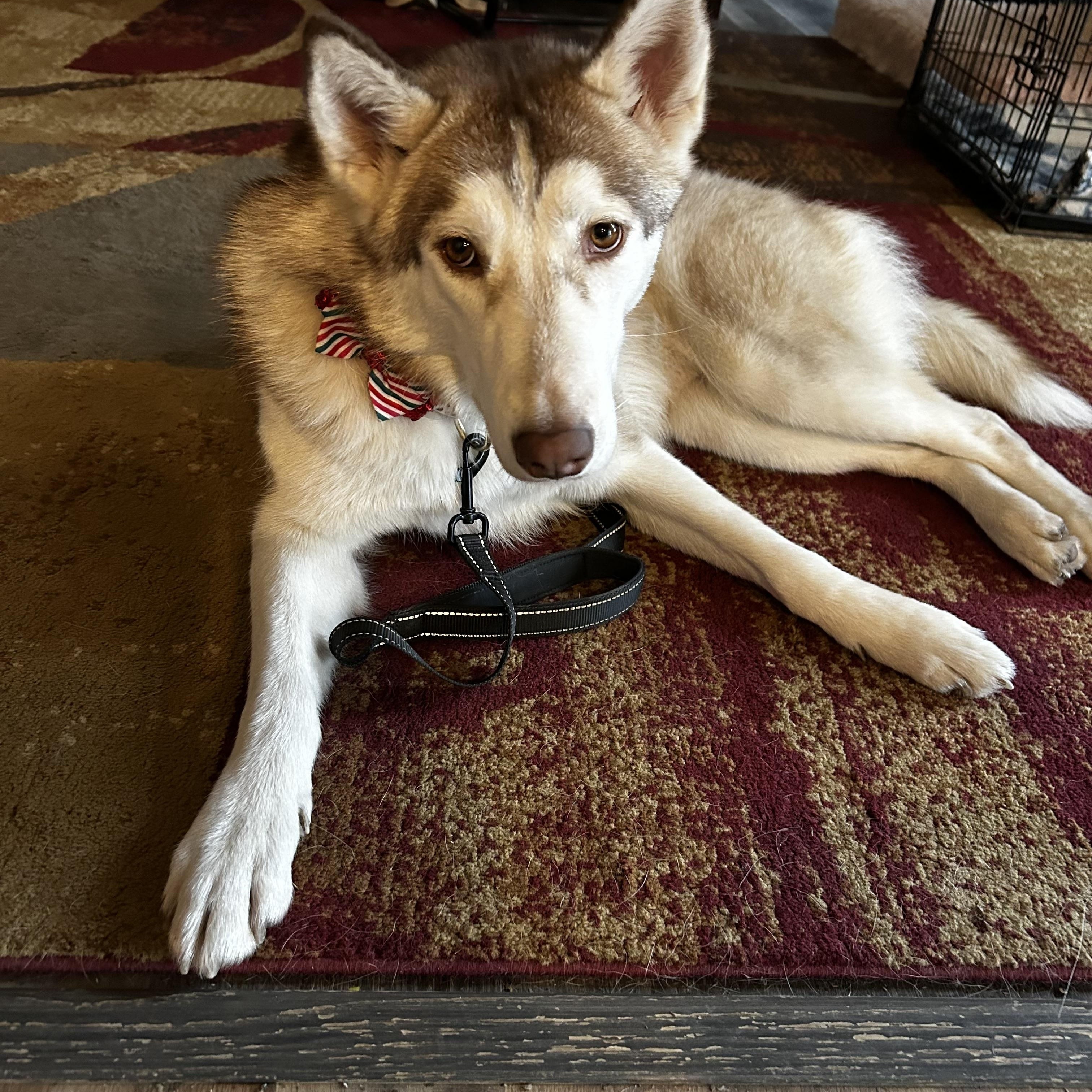 Enlarge Akela, a Adoptable mixed breed in Jefferson City, MO image 3/6