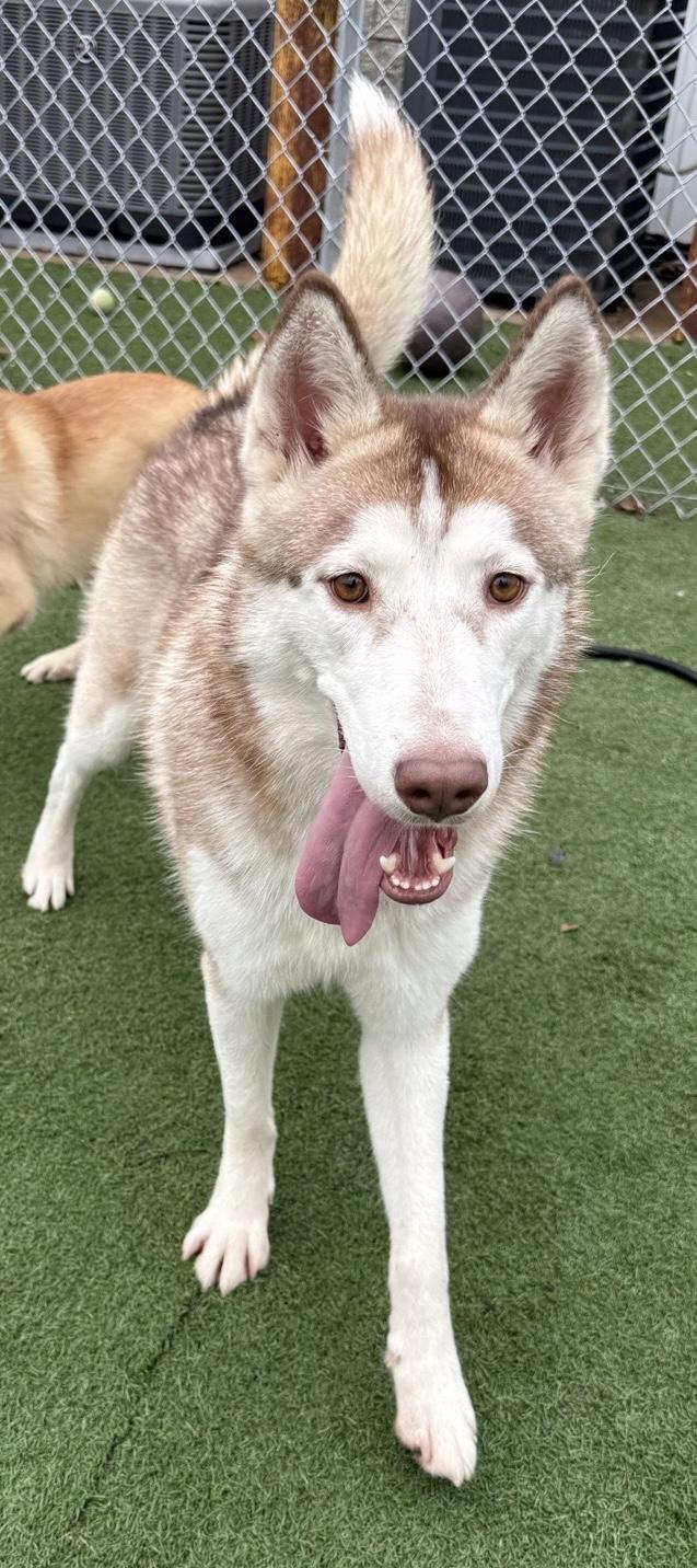 Enlarge Akela, a Adoptable mixed breed in Jefferson City, MO image 4/6