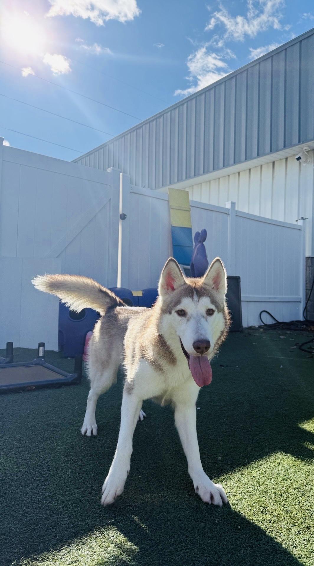 Enlarge Akela, a Adoptable mixed breed in Jefferson City, MO image 5/6