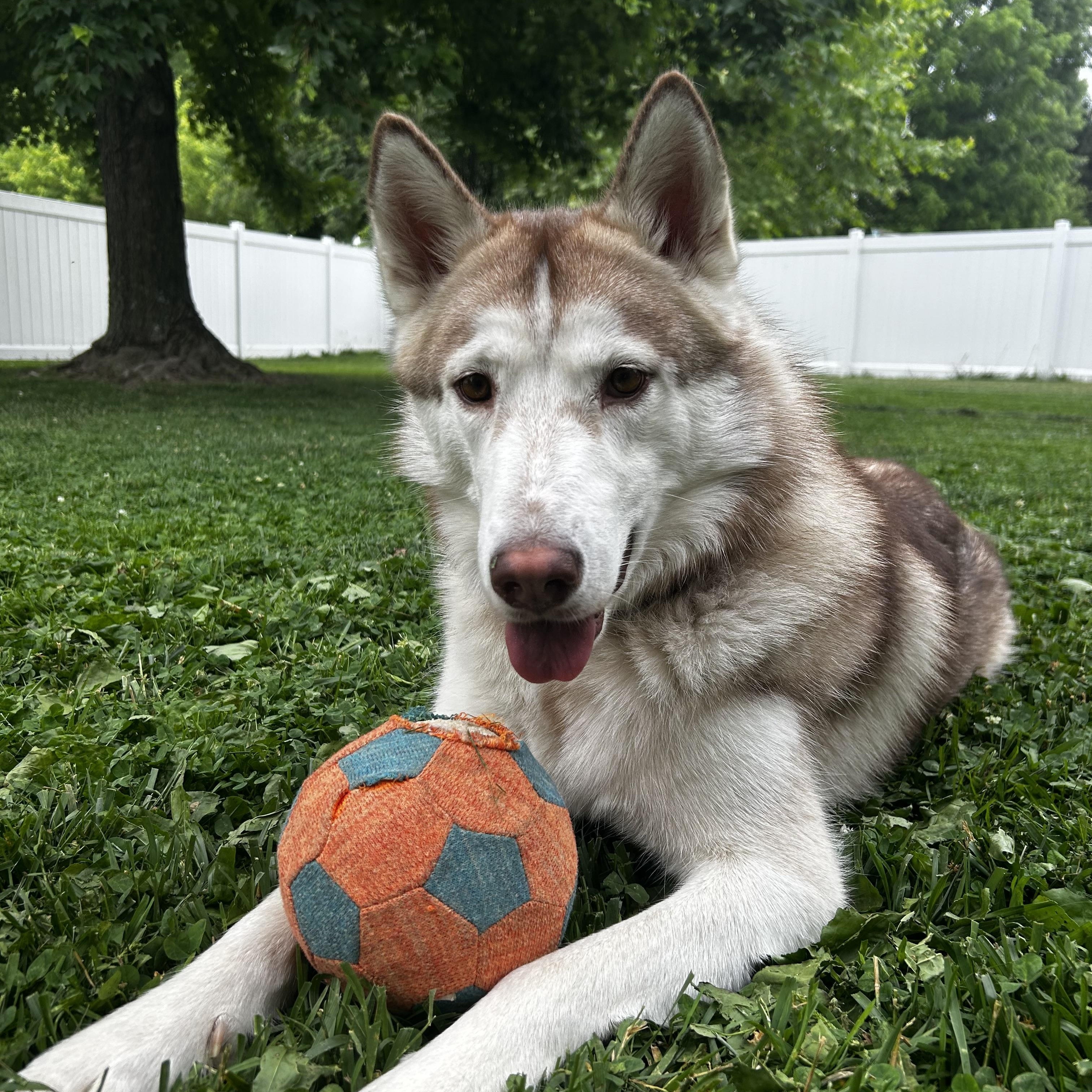 Akela, a Adoptable mixed breed in Jefferson City, MO image 3/6