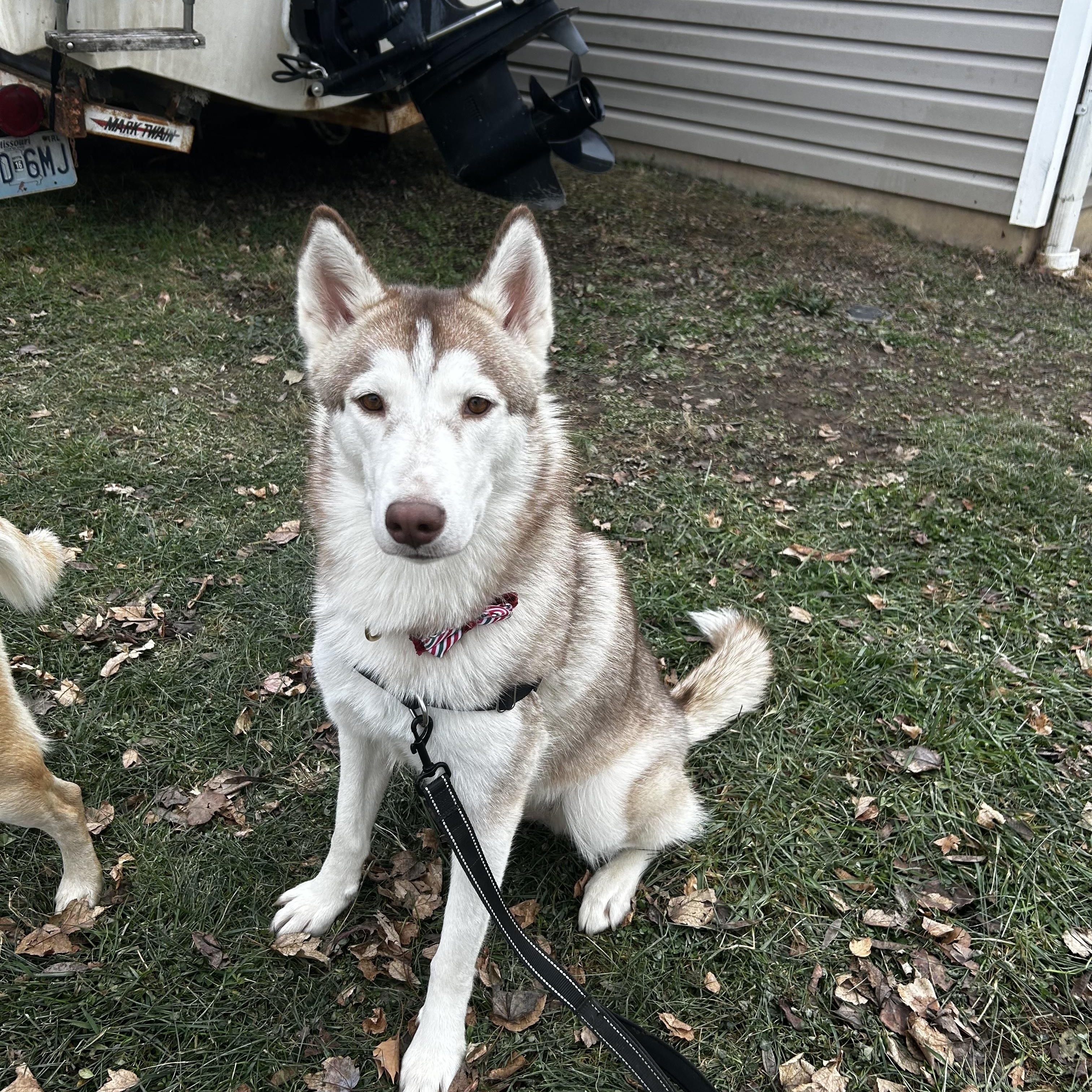 Enlarge Akela, a Adoptable mixed breed in Jefferson City, MO image 6/6