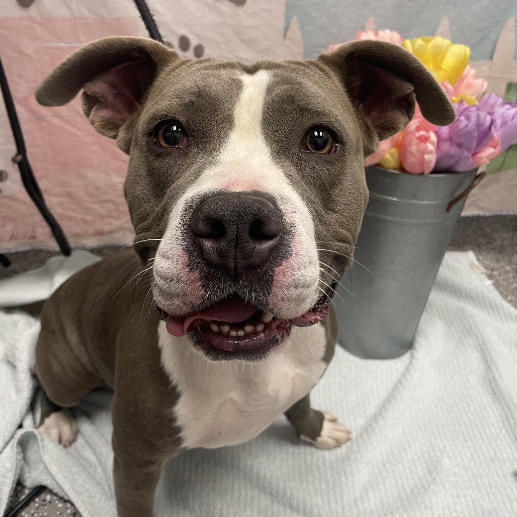 Luna, a Adoptable Pit Bull Terrier in Henderson, NV image 1/2