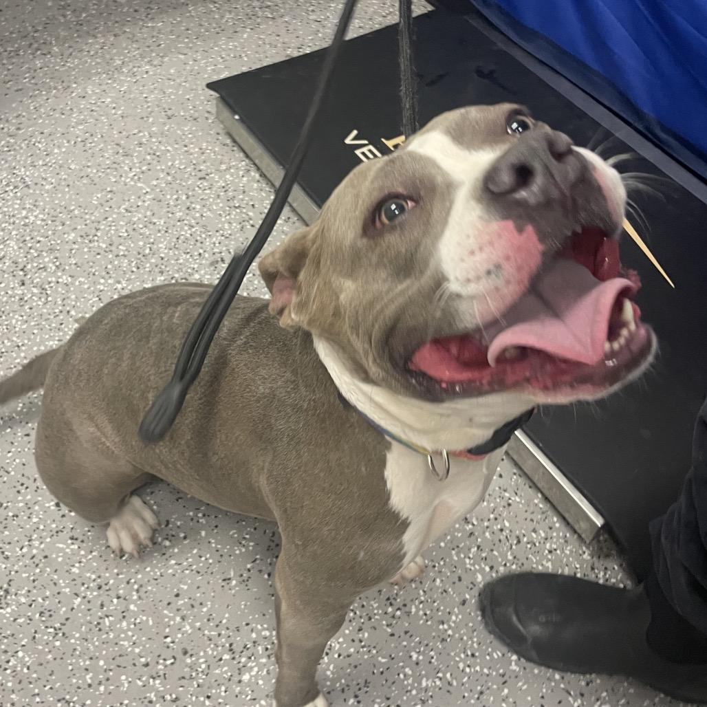 Luna, a Adoptable Pit Bull Terrier in Henderson, NV image 2/2