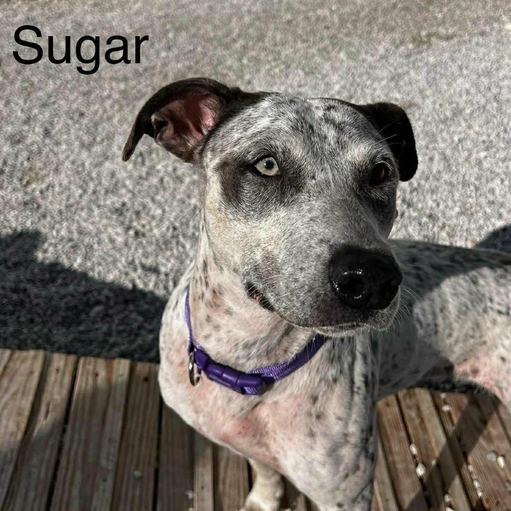 Sugar, Adoptable, Adult Female Cattle Dog & Mixed Breed.