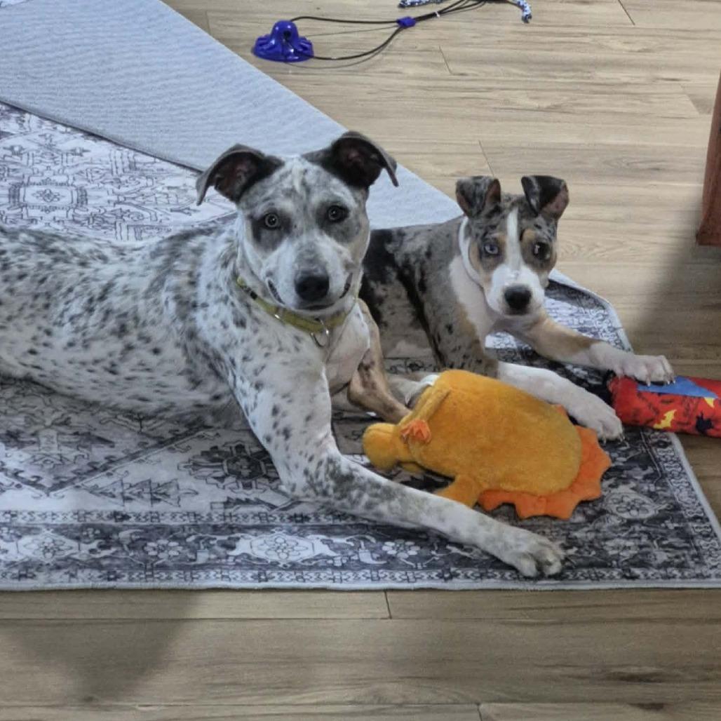 Sugar, a Adoptable mixed breed in Boone, IA image 2/5