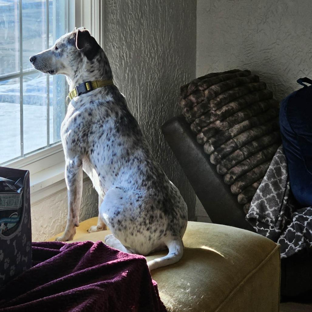 Sugar, a Adoptable mixed breed in Boone, IA image 3/5