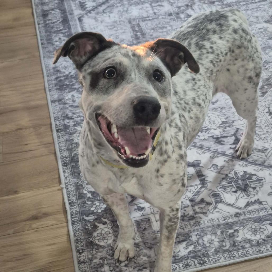 Sugar, a Adoptable mixed breed in Boone, IA image 4/5