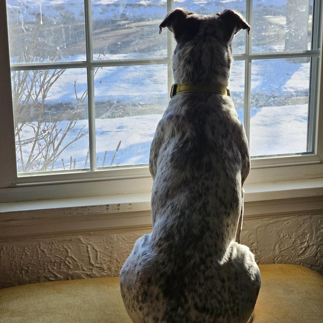 Sugar, a Adoptable mixed breed in Boone, IA image 5/5