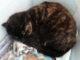 Enlarge Carly, a Adoptable mixed breed in Anaconda, MT image 4/4