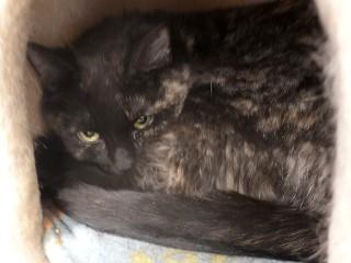 Enlarge Carly, a Adoptable mixed breed in Anaconda, MT image 2/3