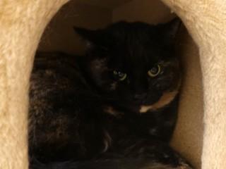 Carly, a Adoptable mixed breed in Anaconda, MT image 2/2