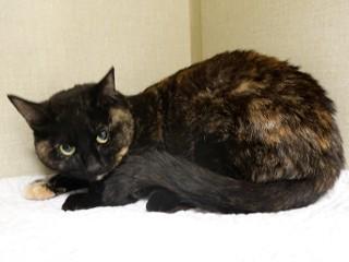 Jupiter, an adoptable Domestic Short Hair, Tortoiseshell in Anaconda, MT, 59711 | Photo Image 1