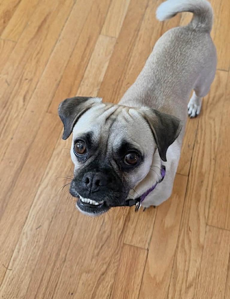 Enlarge Ollie, a Adoptable mixed breed in Boulder, CO image 1/3