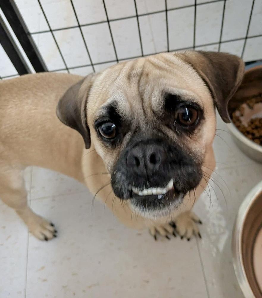 Enlarge Ollie, a Adoptable mixed breed in Boulder, CO image 2/3