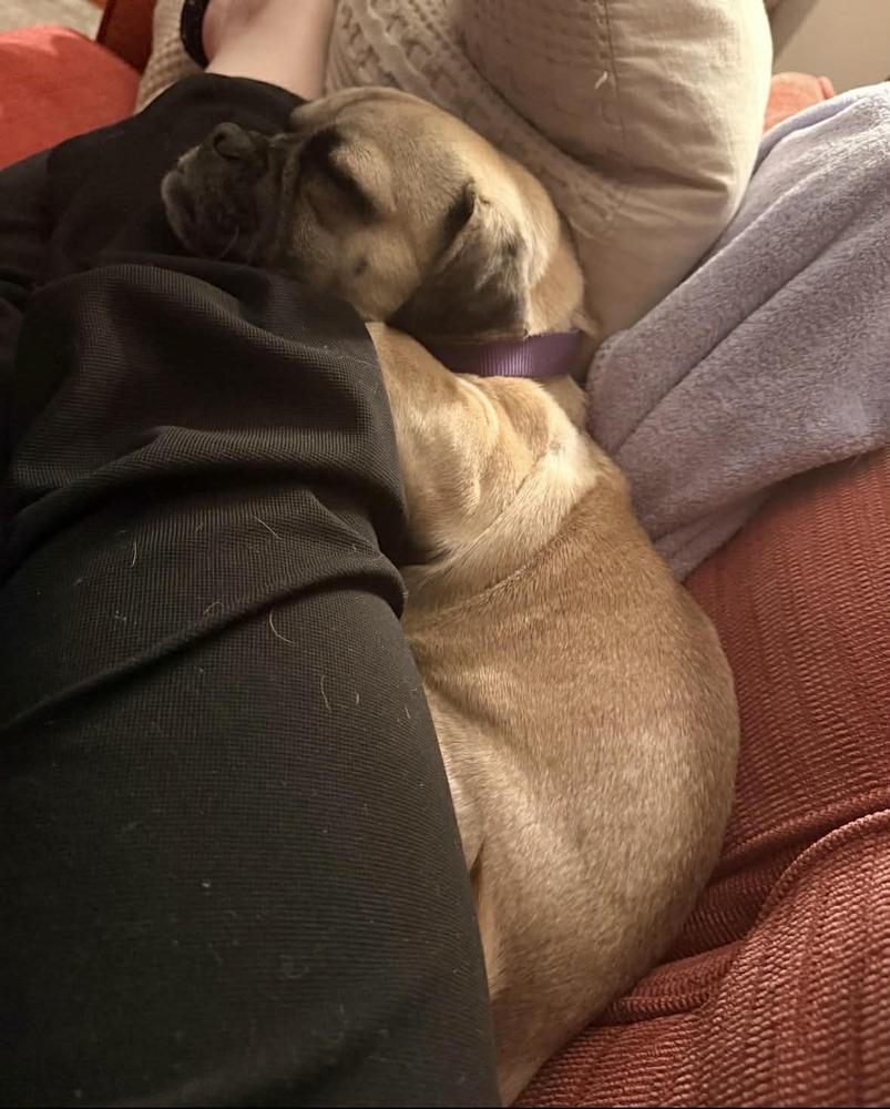 Enlarge Ollie, a Adoptable mixed breed in Boulder, CO image 3/3