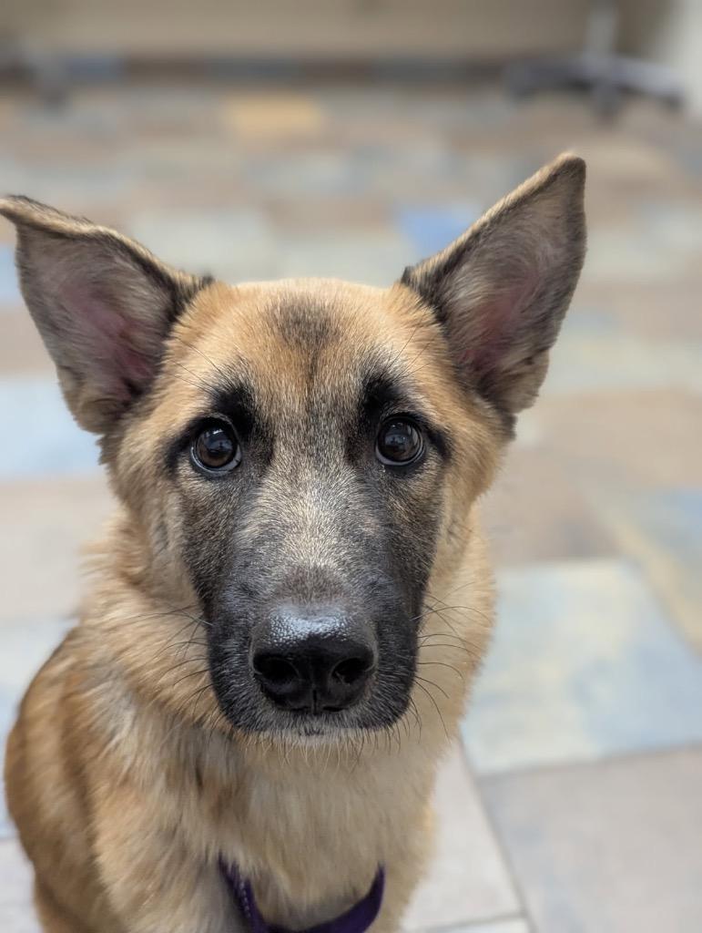 Ginger, Adoptable, Young Female Shepherd.