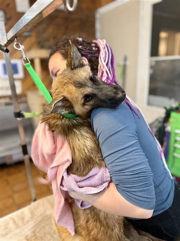 Enlarge Ginger, a Adoptable mixed breed in Gloversville, NY image 1/4