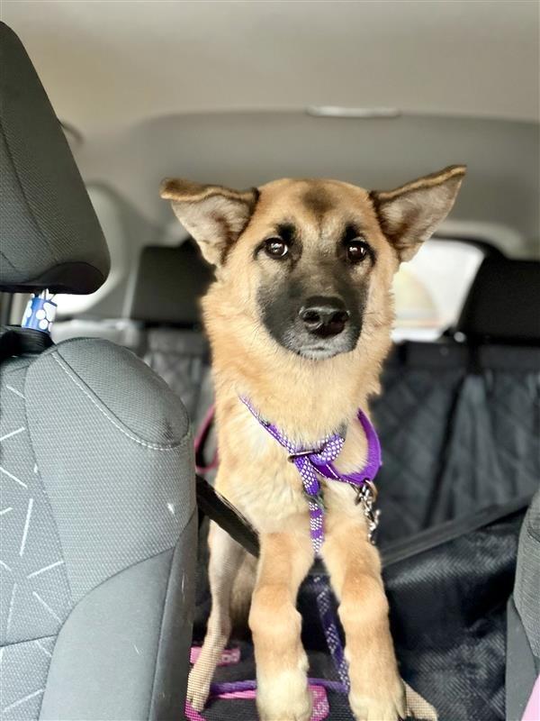 Enlarge Ginger, a Adoptable mixed breed in Gloversville, NY image 3/4