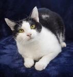 Dotty, Adoptable, Adult Female Domestic Short Hair.