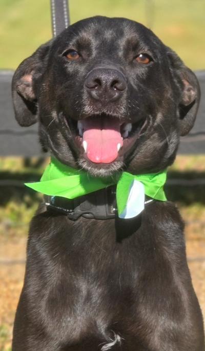 Enlarge Jack, a Adoptable mixed breed in Gillsville, GA image 1/6