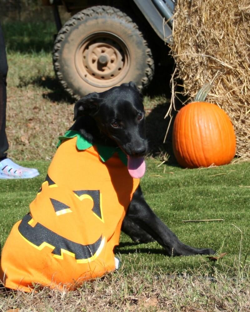 Jack (and sister Jill), Adoptable, Puppy Male Labrador Retriever & Hound.