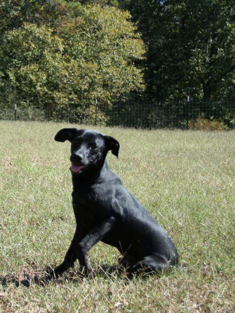 Jack (and sister Jill), a Adoptable mixed breed in Gillsville, GA image 2/6