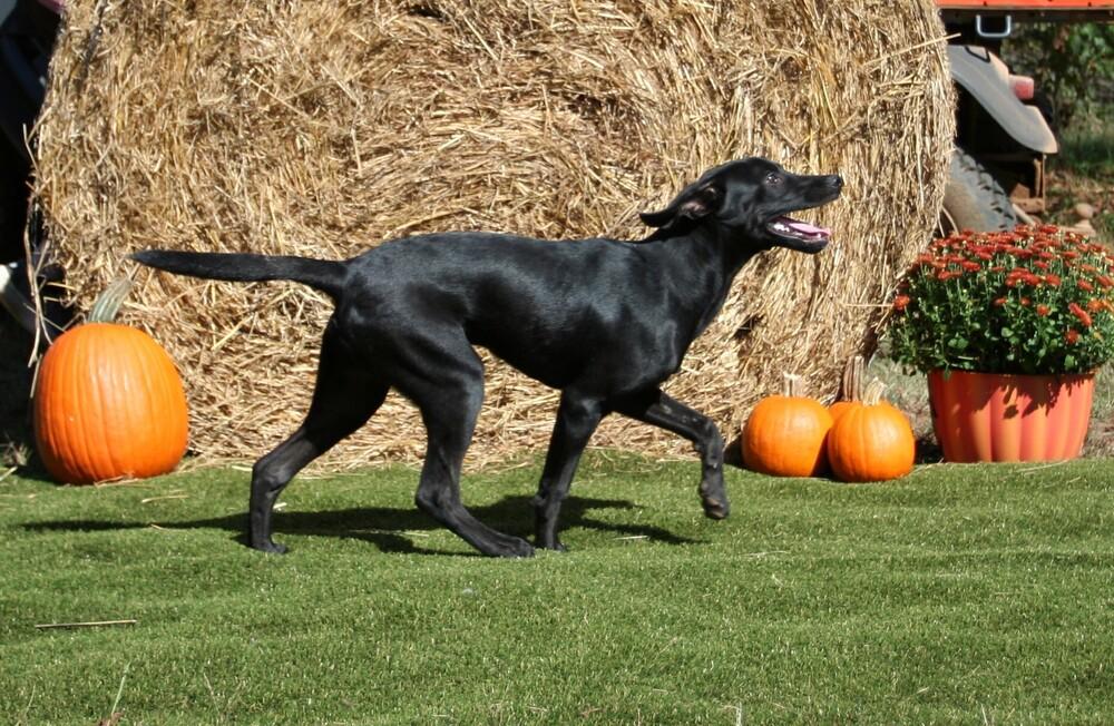 Jack (and sister Jill), a Adoptable mixed breed in Gillsville, GA image 3/6
