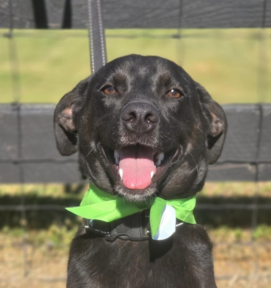 Enlarge Jack, a Adoptable mixed breed in Gillsville, GA image 4/6