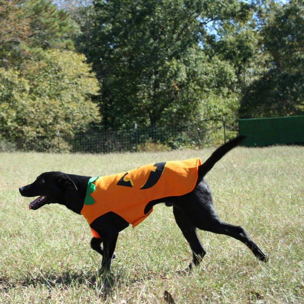 Jack (and sister Jill), a Adoptable mixed breed in Gillsville, GA image 6/6
