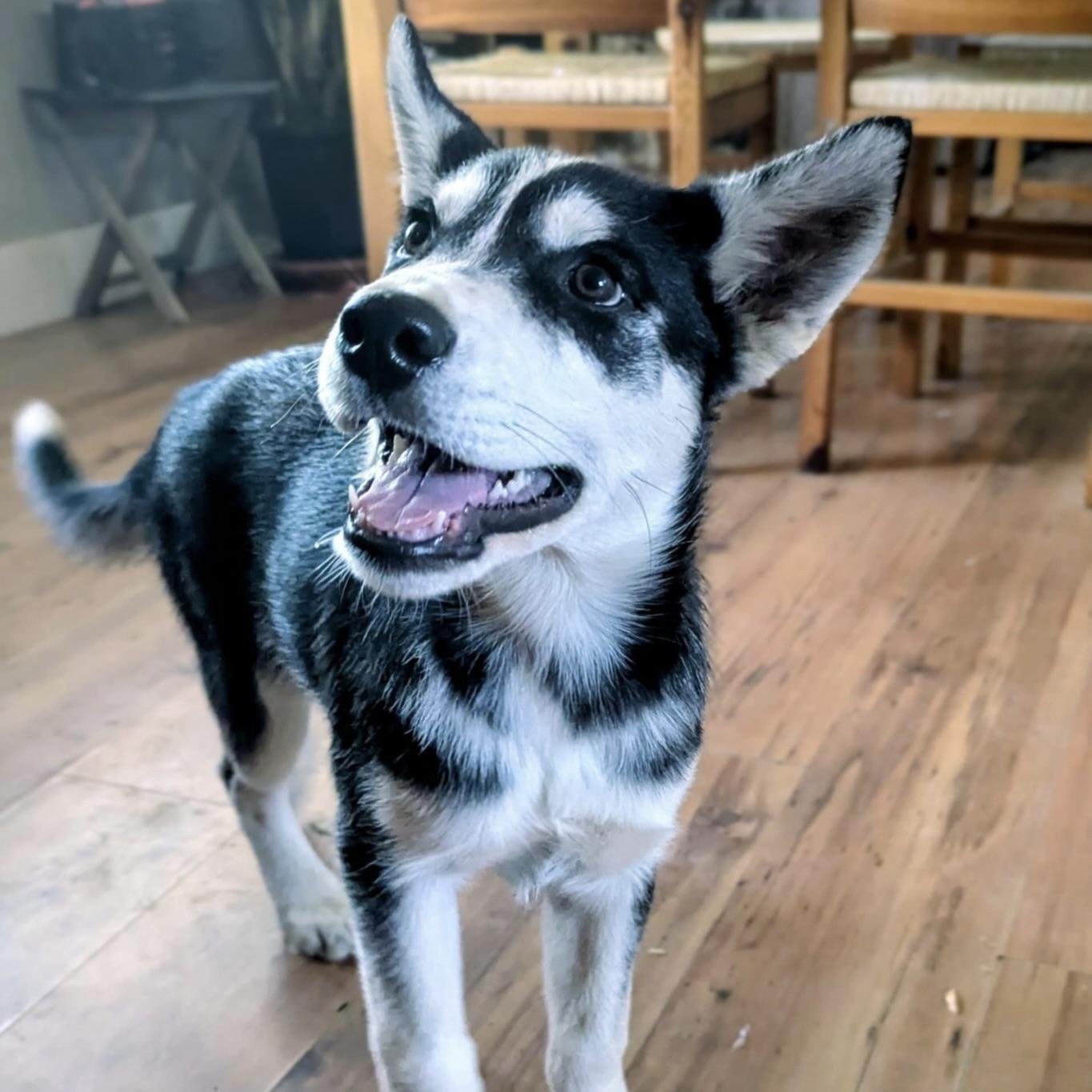 Artemis (20250926-04)