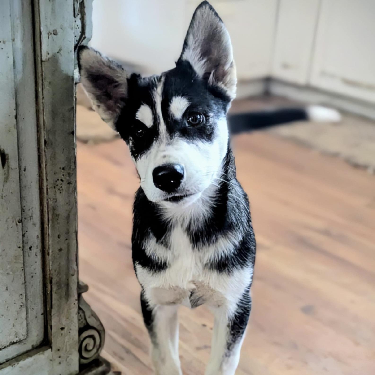 Artemis (20250926-04)